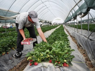 Клубничное Подмосковье: где можно собрать ягоды совершенно бесплатно