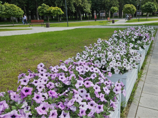 Цветовод из Жуковского высадила в городе две сотни петуний