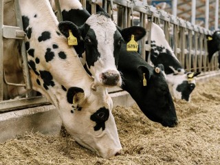 В Ступине построят новый животноводческий комплекс на 3,5 тыс. коров