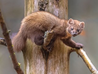 Краснокнижная белодушка ворует угощение у белок в Кратово