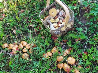 Одни червивые: июнь разочаровал подмосковных грибников, но бум еще впереди