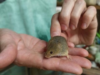 Жители Черноголовки узнают, как живут мышевидные грызуны на научно-экспериментальной базе