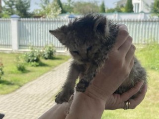 Спасатели Дубны достали из коллектора упавшего котенка