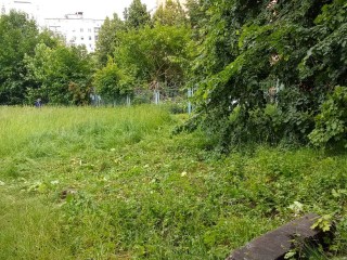 Возле одинцовского лицея №2 уничтожили заросли борщевика