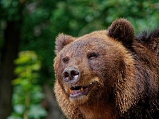 На границе с Московской областью заметили медведя, поедавшего борщевик