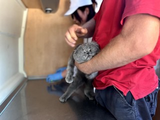 Бесплатно вакцинировать и чипировать питомца можно будет на улице Клубной в Селятине 20 июня