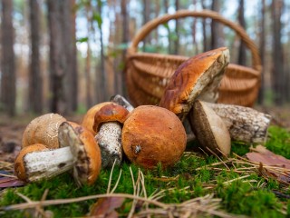 Осенние грибы в разгар июня появились в лесах Подмосковья
