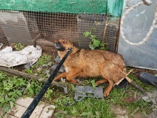 Ловушка для диких зверей на даче в Игнатьево едва не убила собаку