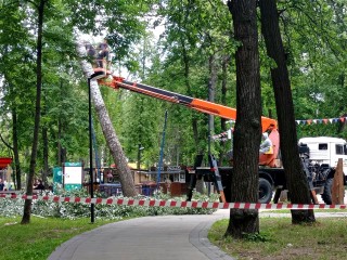 Аварийный тополь срубили в парке имени Олега Степанова в Серпухове