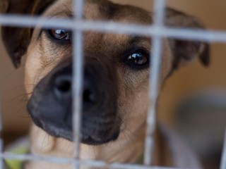 Численность бездомных собак отрегулируют в Подмосковье