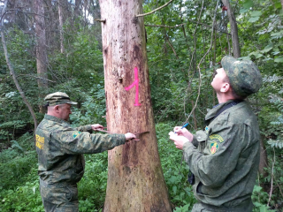 В лесах Сергиево-Посадского округа вырубят более 150 аварийных деревьев