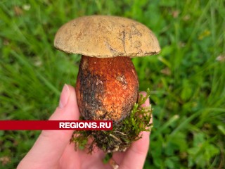 В детском саду Солнечногорска обнаружили гриб из Красной книги
