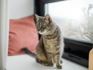 Ветеринары предупредили о возможном очаге бешенства на Куркоткина в Наро-Фоминске