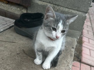 В Талдоме котенок-пришелец ищет доброго хозяина