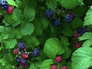 Необычный сорт черной малины продают в Воскресенске