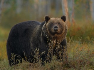 В луховицких лесах стало опасно из-за медведя, грибникам и ягодникам надо быть осторожнее
