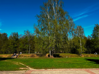 От сухостоя до живой изгороди: в Королеве обустраивают зеленые зоны