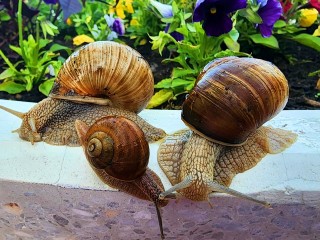 Гигантские улитки устроили побег с экспериментальной фермы Пущина