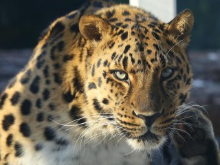 Любители живой природы из Подмосковья смогут посмотреть на пуму и леопарда онлайн