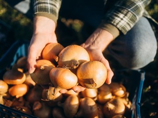 Такая подкормка поможет вырастить лук больше кулака