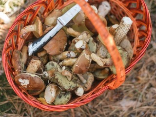 Клинские грибники находят первые подберезовики и подосиновики в местных лесах