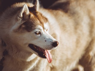 В Шатуре ищет хозяев собака, которая ловит мышей