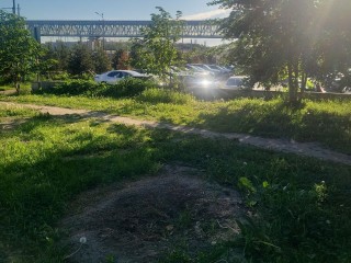 Администрация Реутова планирует обновить озеленение у моста