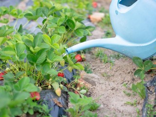 Урожай клубники можно будет спасти, прогревая почву
