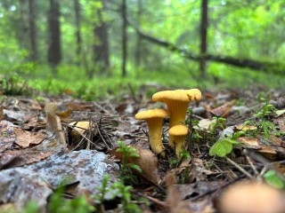 В Солнечногорске начался грибной сезон: жители собирают лисички и подосиновики