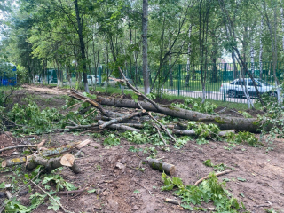 Аварийные деревья у Софьинской школы спилили