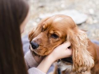 Лучших охотничьих собак выберут в Щелкове