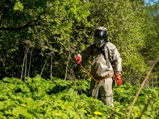 Способы борьбы с борщевиком утвердят официально