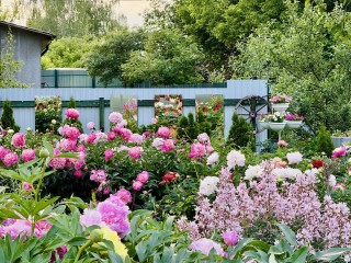 Как правильно срезать пионы для букета, чтобы не загубить куст