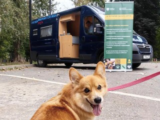 В городском парке Звенигорода можно будет вакцинировать домашнего питомца