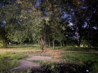 Жители Балашихи вышли на защиту сквера на улице Кудаковского