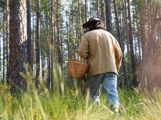 В лесах Наро-Фоминска начали бронировать грибы