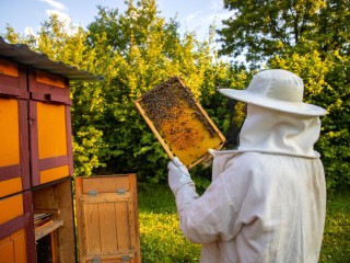 Каширских пчеловодов призвали на время «спрятать» насекомых в ульях
