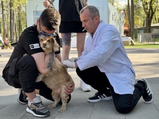 В Голицыне можно бесплатно вакцинировать и чипировать домашнего любимца