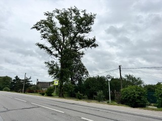 Старый тополь в Раменье обследуют по просьбе местных жителей