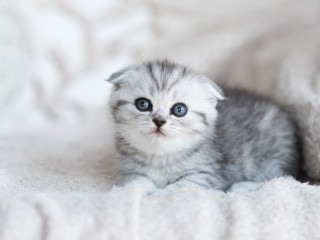 Котята ждут хозяев в подъезде на Березовой в Волоколамске