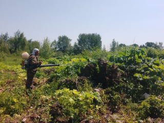 В деревне под Дмитровом применили химию для борьбы с борщевиком