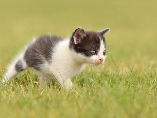 Котенка пытались утопить, но он выжил и ждет своего человека в Химках
