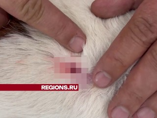 Агрессивный амстафф без намордника нападает на собак в Красногорске