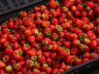 В лидеры по выращиванию клубники вышли Коломна, Щелково и Луховицы