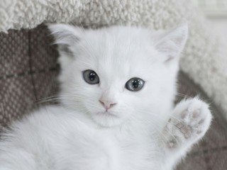 Волонтеры Лотошина ищут дом для целой корзины белоснежных котят