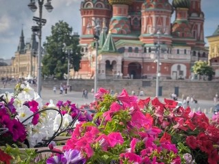 Петунии для «Патриота» и бегонии для ГУМа:  где выращивают цветы для главных парков Москвы и Подмосковья