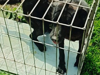 В Лосино-Петровском отловили стаю собак, которая напугала женщину с ребенком