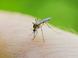 Доктор наук оценил возможность появления переносчиков тропических болезней в Подмосковье