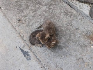 Двух бездомных котят спасли и приютили в Балашихе