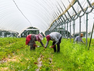 Садовод назвал причину, по которой урожай может не пережить лето